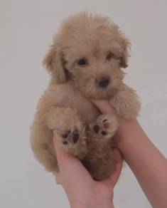 J0025 Cockapoo Round Face Curly Coat Family Dog