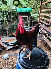 Ayam Penelur RIR