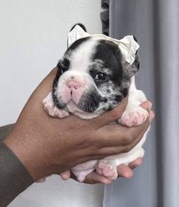 FRENCH BULLDOG PUPPIES 🌻VIP12 Male ~ Rehome