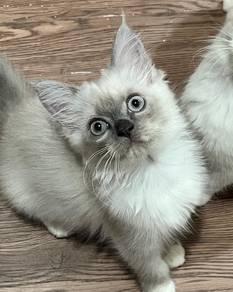 DLH mix | Cute, Fluffy & Chill Siamese Girl Kitten