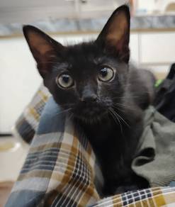Gentle and Playful Free for Adoption