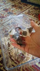 dormouse pied/tupai minii