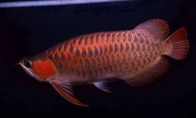 Chili red arowana 19 inch -wholesale price