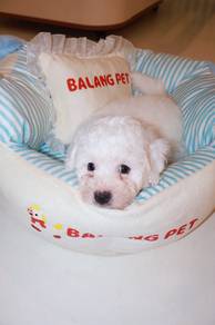 J0912 Bichon Adorable Teddy Bear Face Puppy