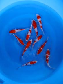 Japanese koi