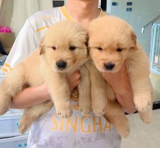 Golden retriever 