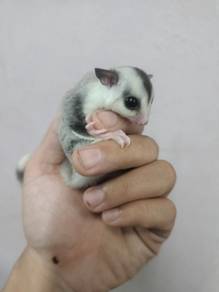 White face minimal mosaic ring tail