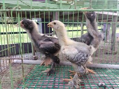 anak brahman