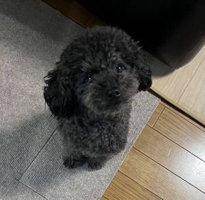 Sunshine Poodle brings endless cuddles, happy pupp