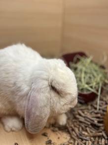 French Lop Huge Rabbit for Sale