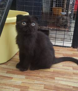 kitten 