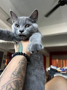 BSH male