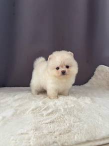 TPP5299 Tiny Pomeranian little fluffy haired puppy