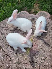 Arnab Nzw betina & jantan cute 🐰🐰🐰
