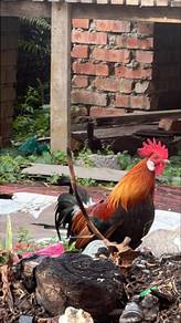 ayam hutan merah jantan f1/f2 dewasa