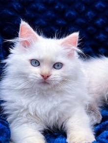 Rare Ragdoll Cream/Flame