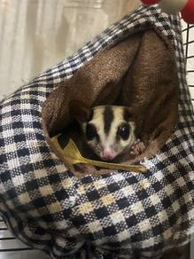 Sugar Glider + Cage for Rehoming