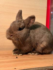 Netherland Dwarf