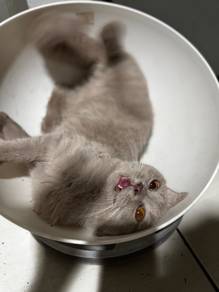 British Shorthair (bsh)