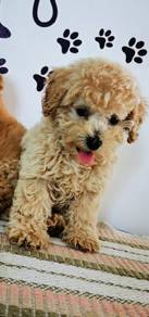Maltipoo available 