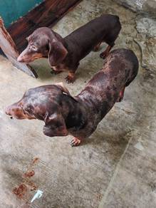 4 Adult Dachshunds