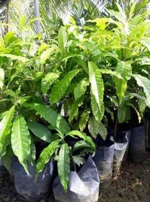 Benih Pokok Abiu