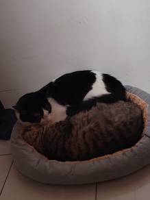 Cat for Adopt