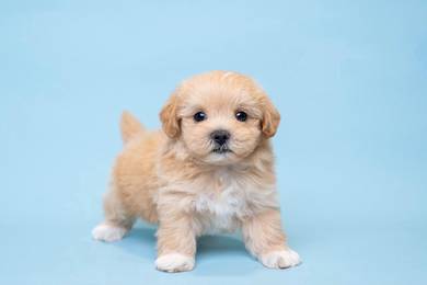Maltipoo