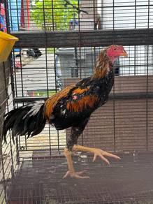 ayam ratu lhk