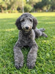 Qiant Poddle 5 months old 