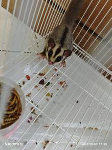 sugar glider 