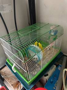 hamster syrian sekali sangkar