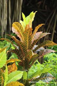 Codiaeum Variegatum Cultivars / Croton / Puding