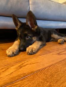 German Shepherd