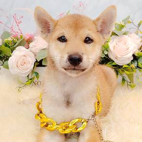 Shiba inu