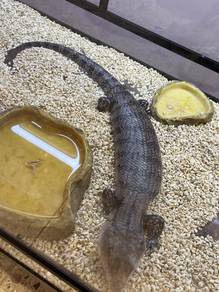 Blue tongue Skink for Sale