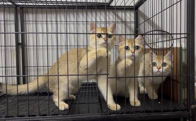 British Short Hair Golden (BSH NY11)
