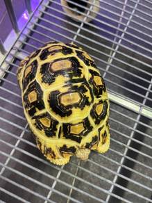 Leopard tortoise