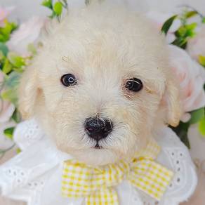 Poodle