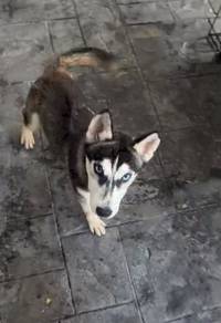 Siberian Husky female puppy