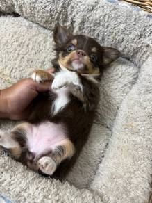 Apple head Chihuahua 
