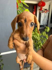 Daschunds female