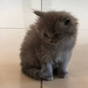 scottish semi long hair female kitten