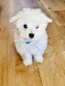 Rumbly Maltese white fluffy puppy Baby Dog