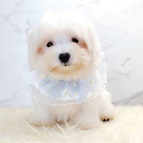 Maltese