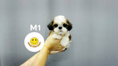 GSI_633ER Shih Tzu puppies dogs