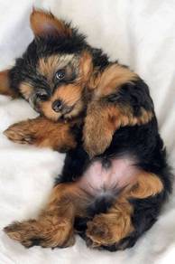 Waggy Silkese Long Hair Small Puppy Baby Puppy
