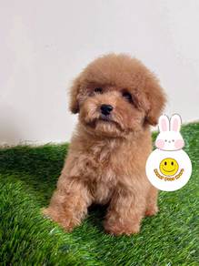 PP700 adorable pretty POODLE puppies