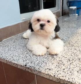 Shih Tzu Puppy 