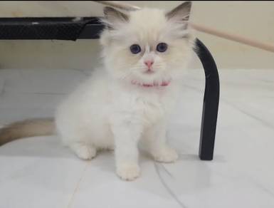 ragdoll